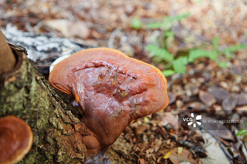 树干上生长的灵芝特写镜头图片素材