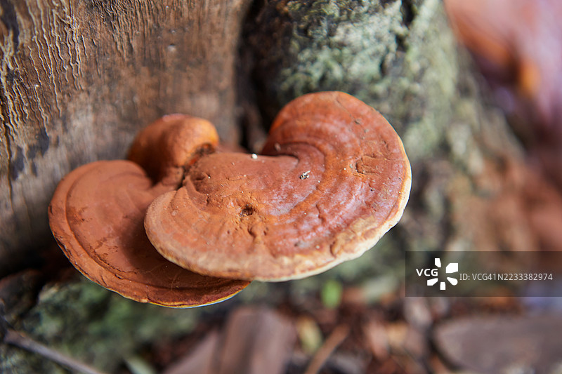 橙色蘑菇在树干上生长的特写镜头图片素材