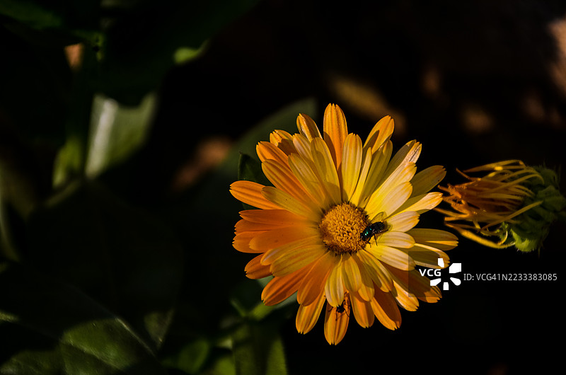 特写镜头：一朵黄色万寿菊花瓣上停着一只苍蝇图片素材