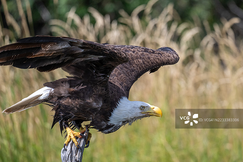 秃头鹰在草地上空飞翔图片素材