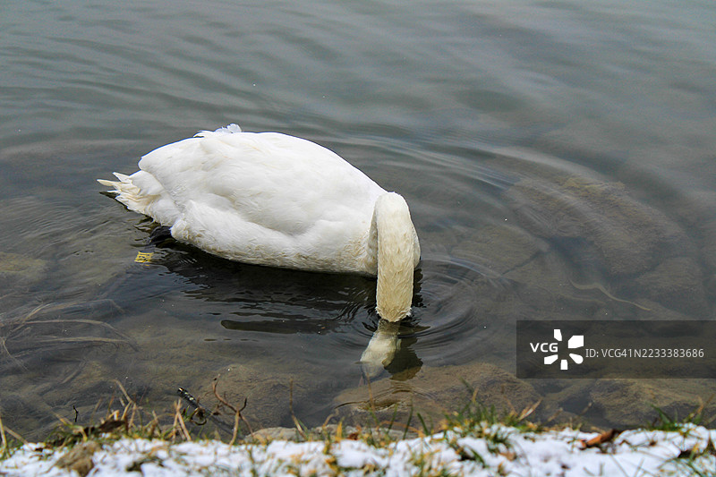 天鹅在湖中低头饮水图片素材