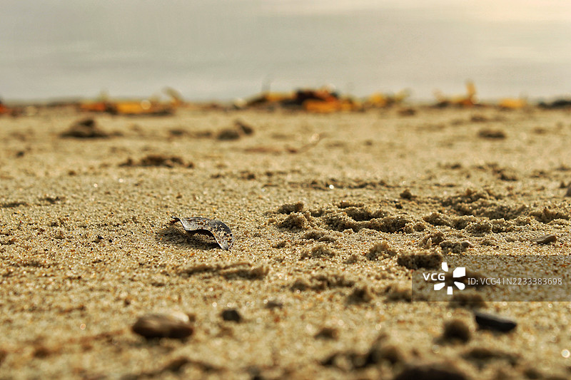 沙滩特写，散落着贝壳和杂物图片素材
