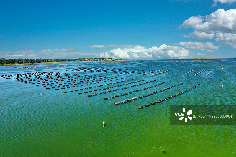 宁静海岸风景下的牡蛎养殖场，蓝天清澈。图片素材