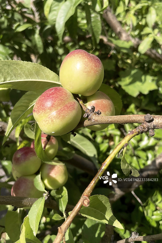 树枝上即将成熟的苹果特写图片素材