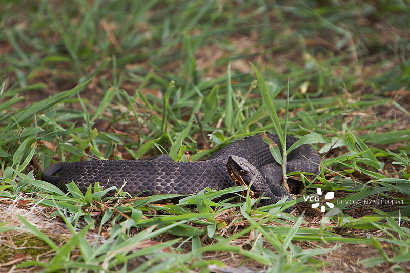 草丛中蜷缩的蛇特写图片素材