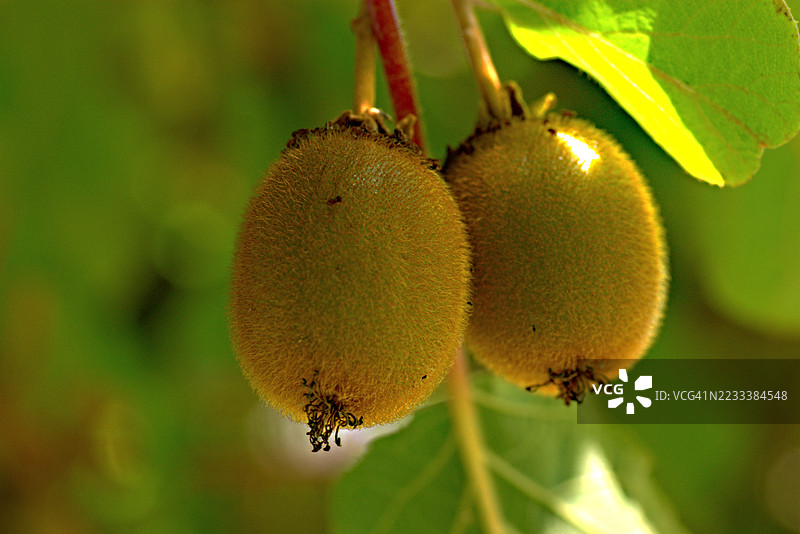 快成熟了图片素材