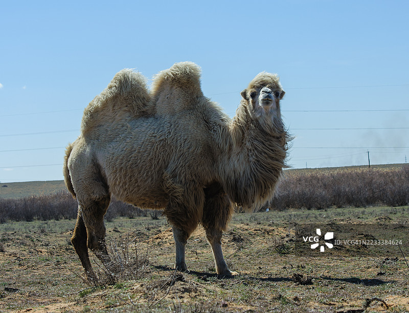 侧面视图的双峰驼在晴朗的天空下站在田野中图片素材