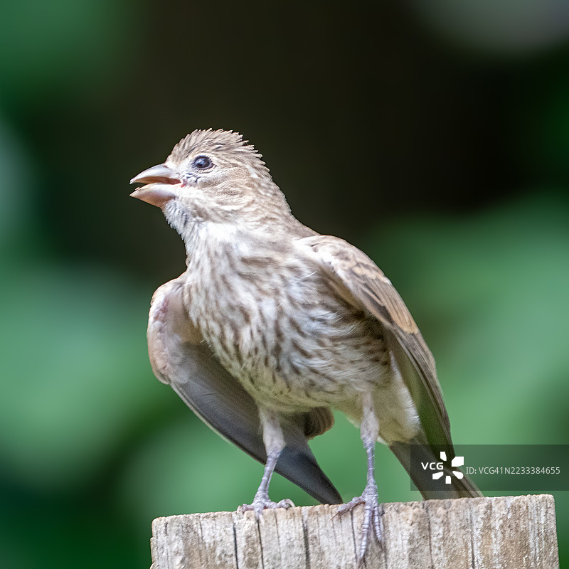 家雀栖息在木桩上的特写镜头图片素材