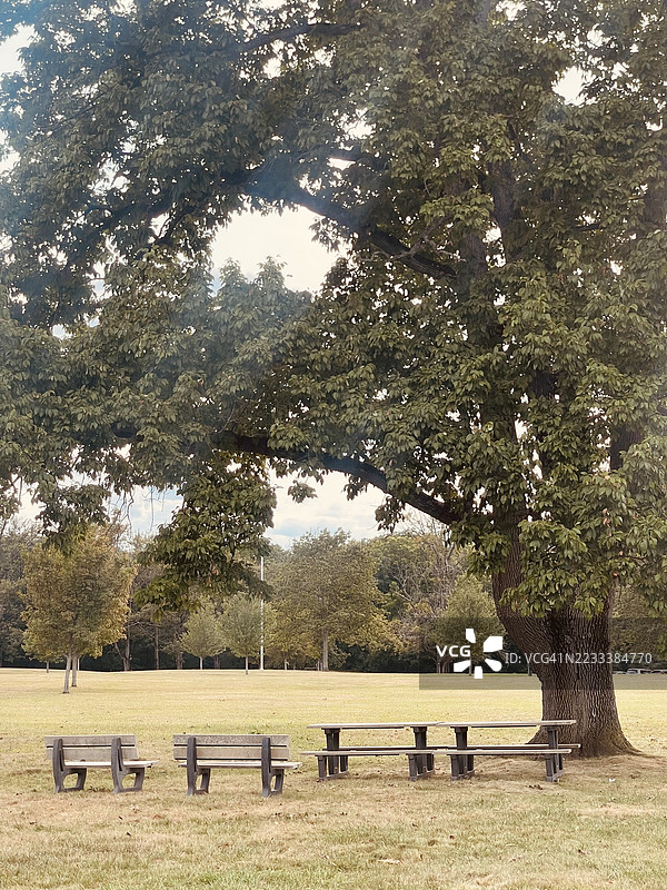 宁静的公园场景，长椅在大树下图片素材