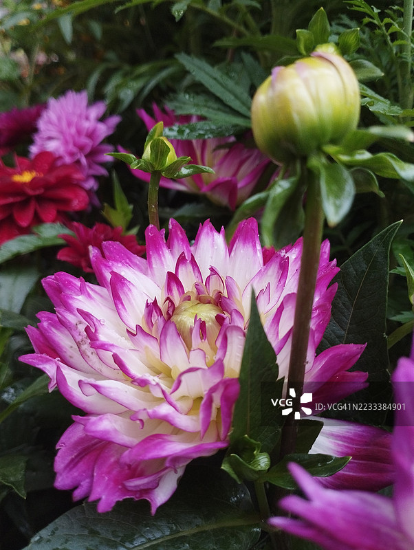 花园中鲜艳的粉色和白色大丽花特写图片素材