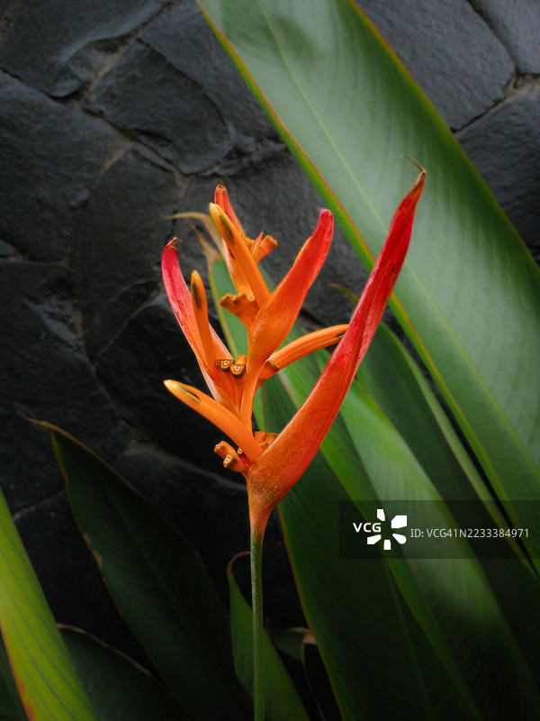 鲜艳的橙色天堂鸟花与深色石材背景相映衬图片素材
