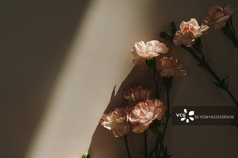 阳光下的康乃馨在墙上投下阴影图片素材