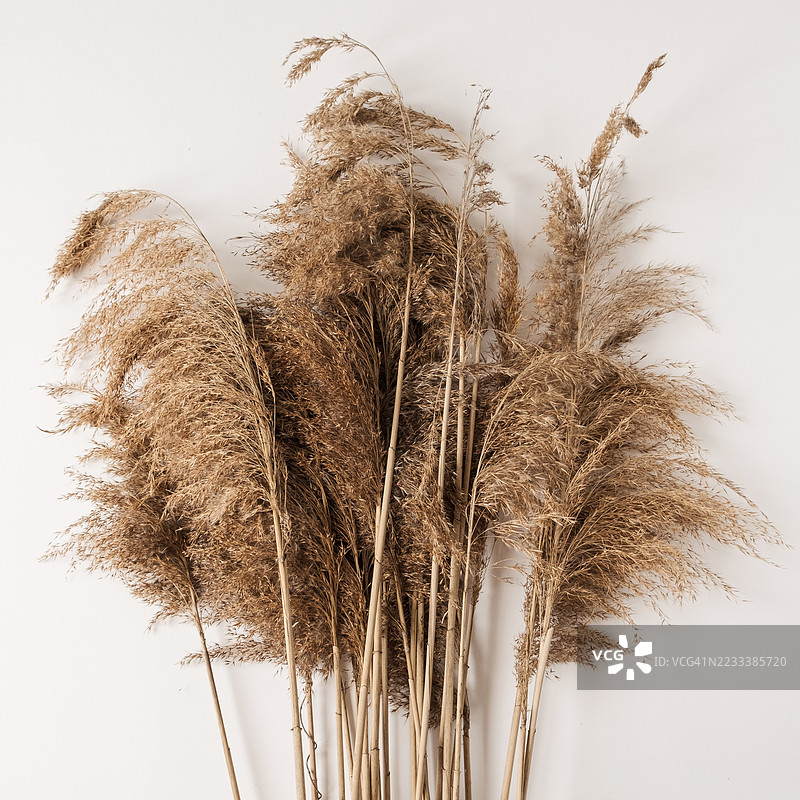 干燥的蒲草在白色背景下图片素材