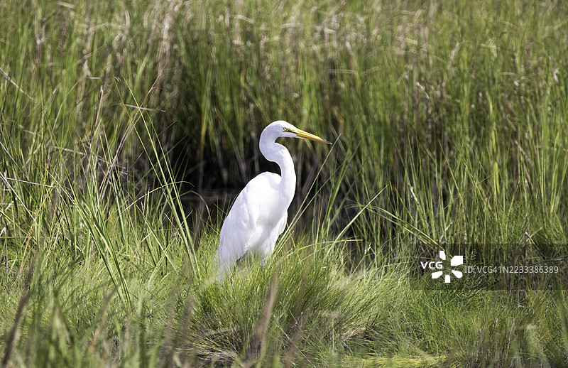 大白鹭站在郁郁葱葱的沼泽地中图片素材