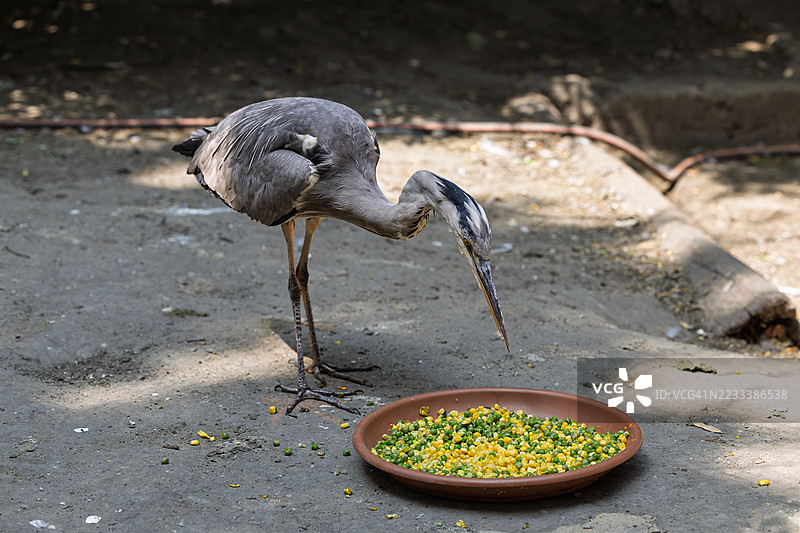 苍鹭在小路上的碗里进食图片素材