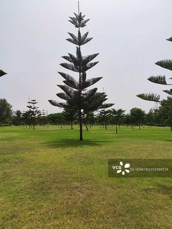 高大的松树在晴朗的天空下的绿色田野中图片素材