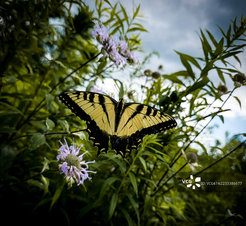 东部虎凤蝶停在野花上图片素材