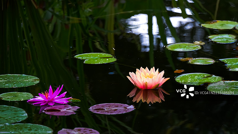 粉色和桃色的睡莲漂浮在宁静的湖面上图片素材