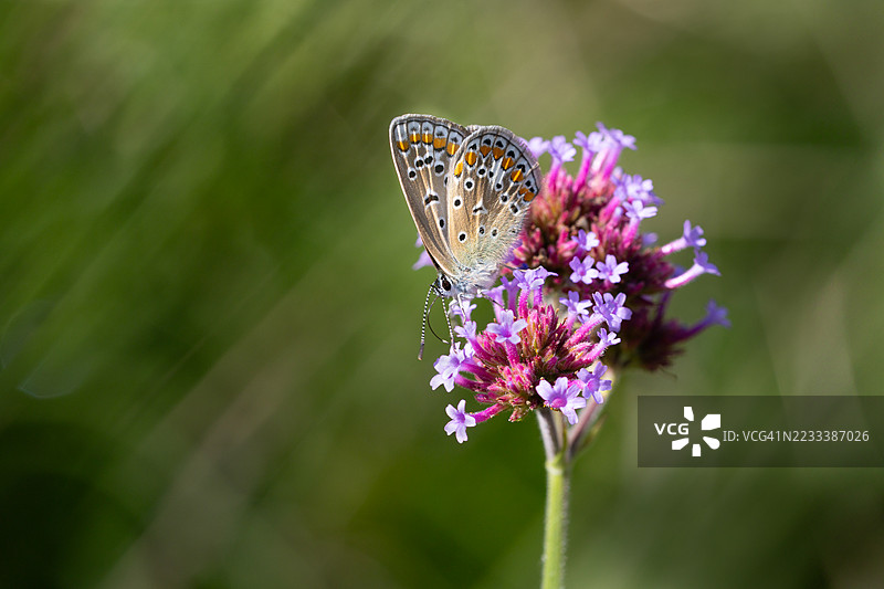 蝴蝶在紫色花朵上授粉的特写镜头图片素材