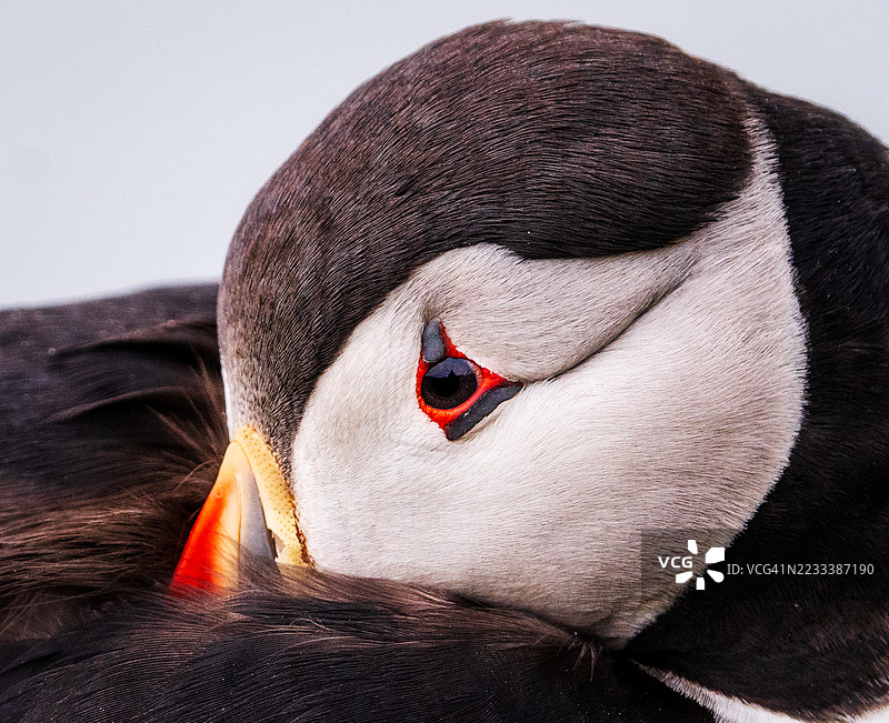 一只休息中的海雀特写，鲜艳的橙色喙和眼睛图片素材