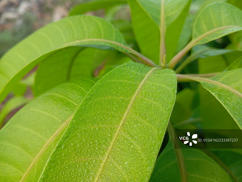 新鲜绿叶上的水滴特写图片素材