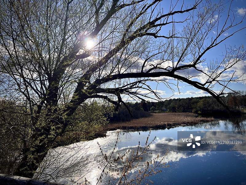 阳光透过树枝洒在宁静的湖面上，野玫瑰，美国图片素材