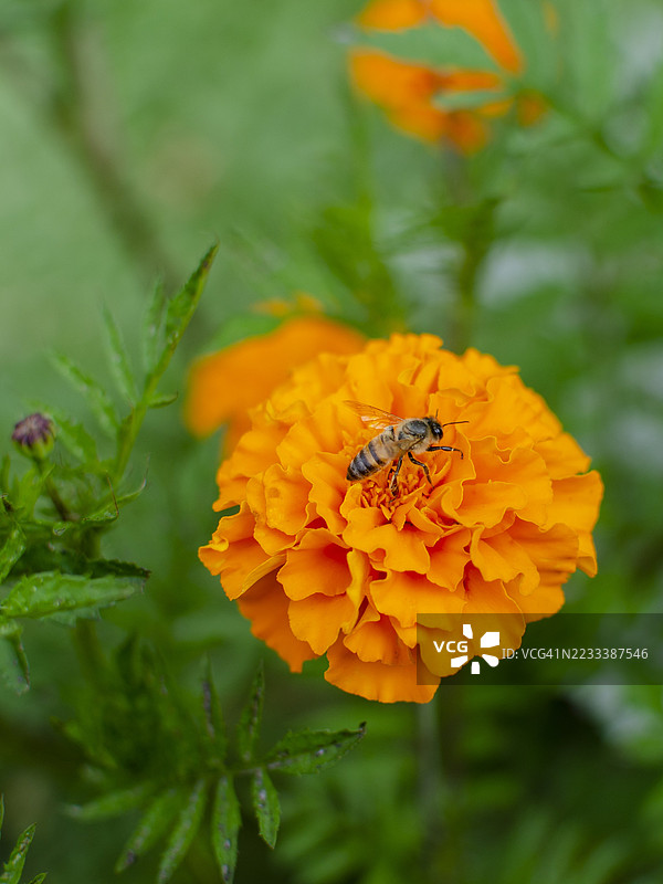 蜜蜂在鲜艳的橙色万寿菊花上图片素材