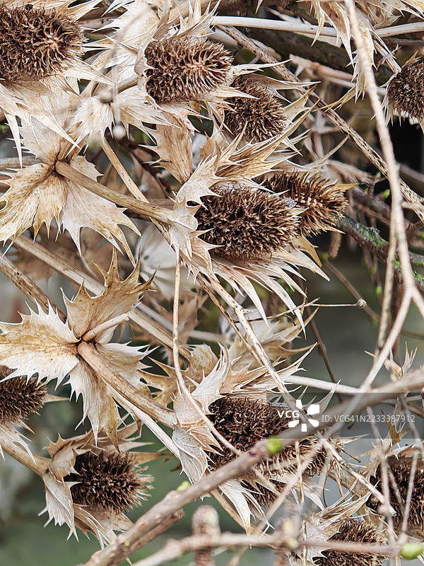 冬季干枯的蓟植物特写图片素材