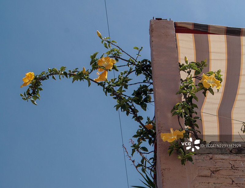 在晴朗的蓝天背景下，藤蔓上盛开着黄色花朵图片素材