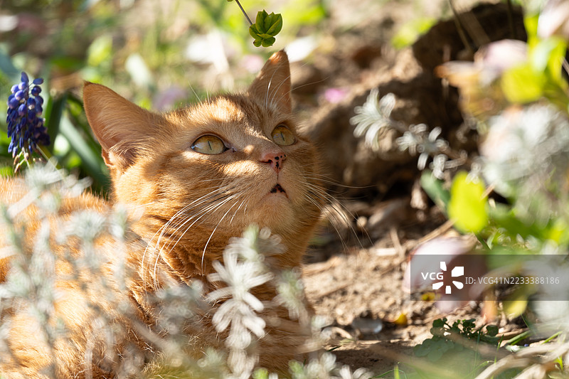 姜黄色的猫在花园里仰望天空图片素材