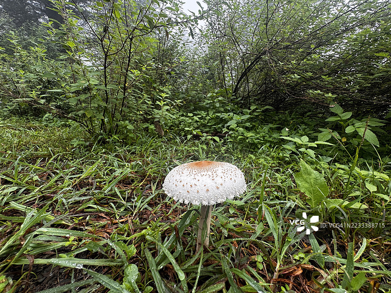 森林中特写的一株蘑菇图片素材
