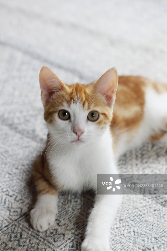小猫的肖像图片素材
