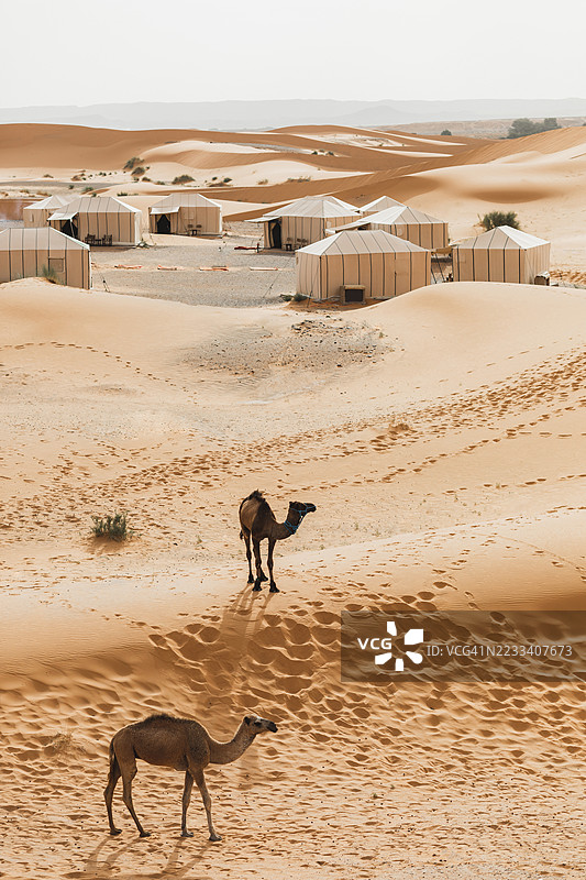 两只骆驼在沙漠中的现代奢华露营地附近。周围是沙丘，许多白色现代生态帐篷。图片素材
