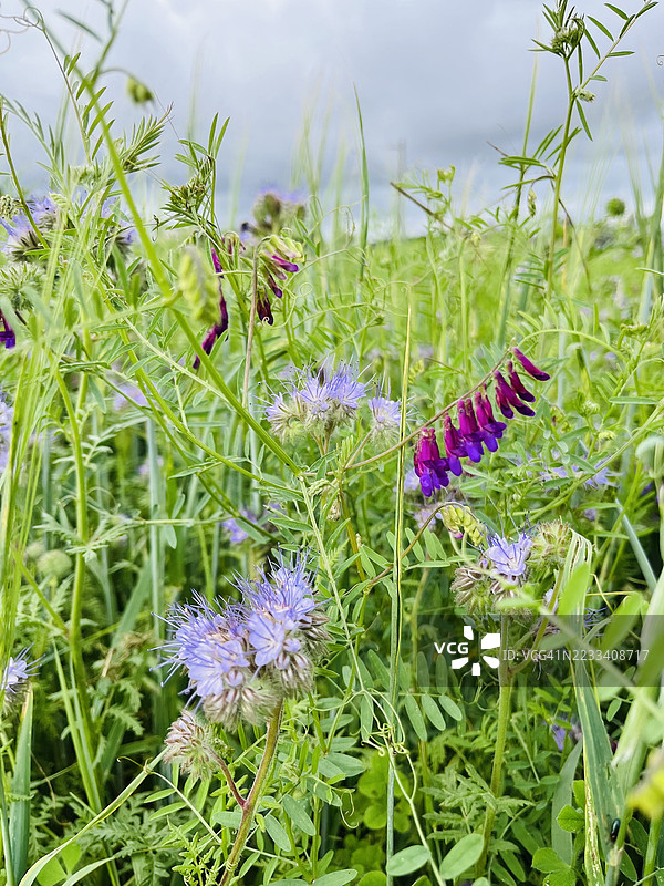 紫色和粉色花朵在田野中的特写图片素材