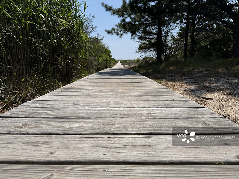 木栈道穿过郁郁葱葱的森林，阿马甘塞特，美国图片素材