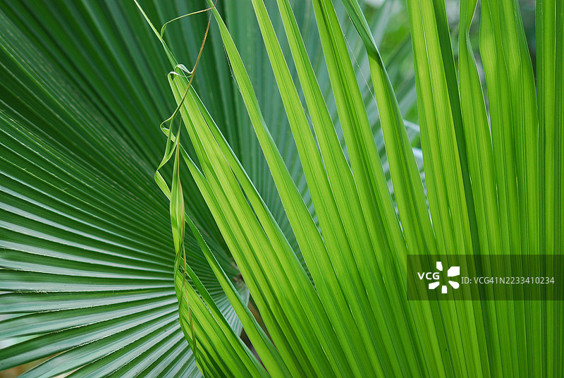 鲜艳绿色的棕榈叶特写图片素材
