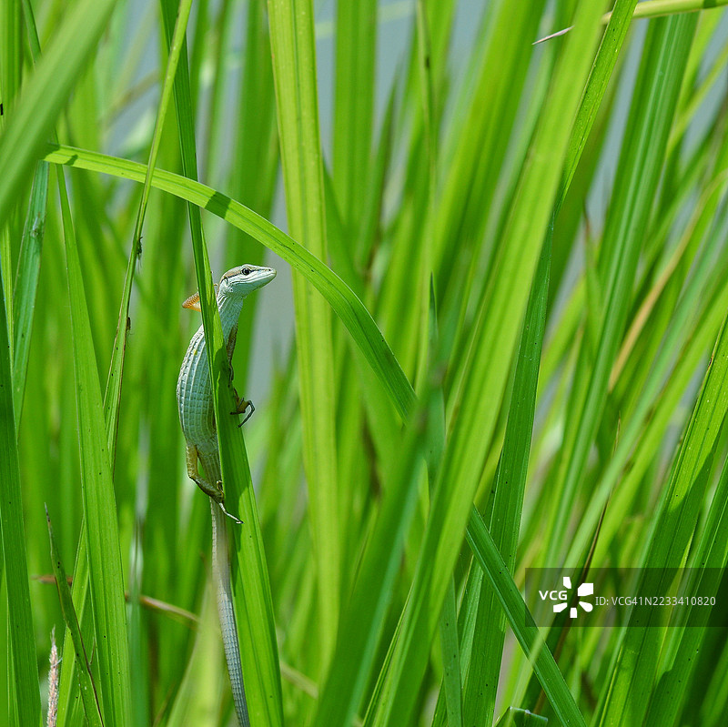 蜥蜴在高高的绿色草丛中攀爬图片素材