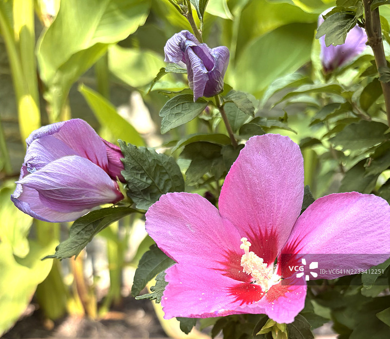 盛开的粉色和紫色木槿花特写图片素材