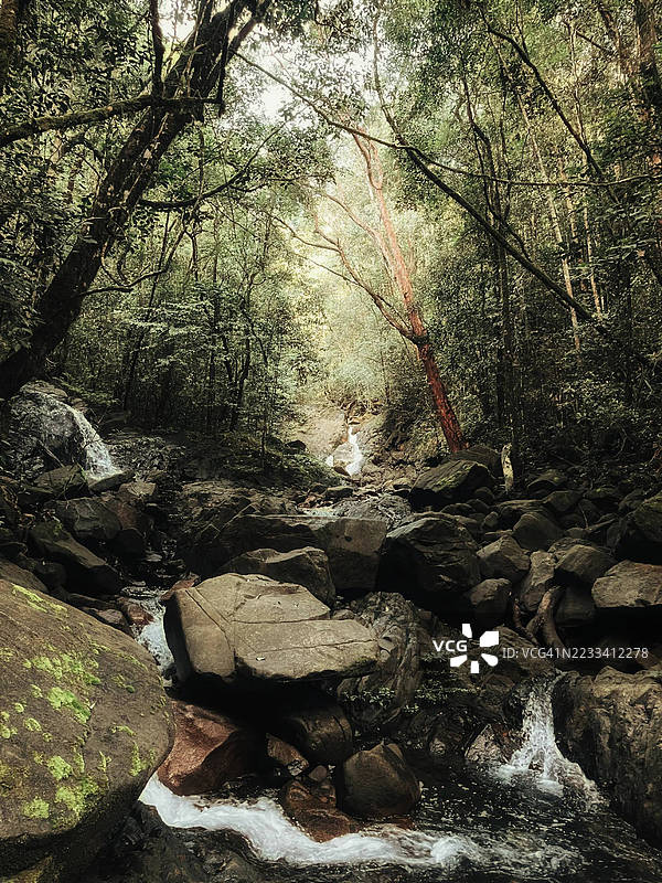 宁静的森林溪流穿过郁郁葱葱的绿植图片素材