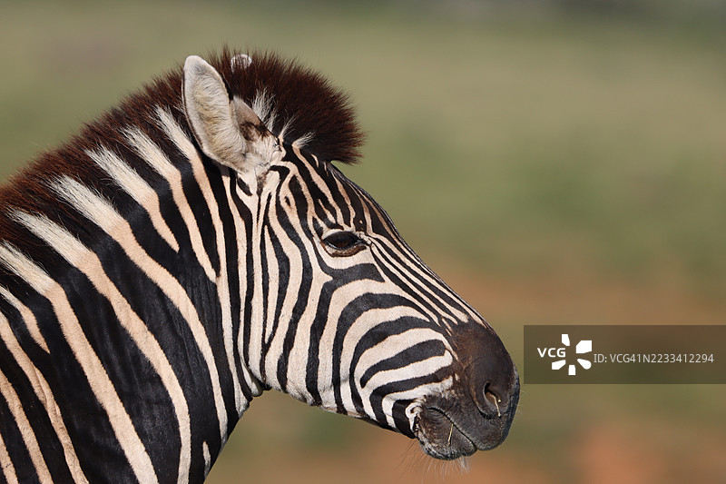 侧面特写的斑马图片素材