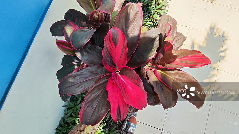 阳光下的红色科尔迪林植物叶子图片素材