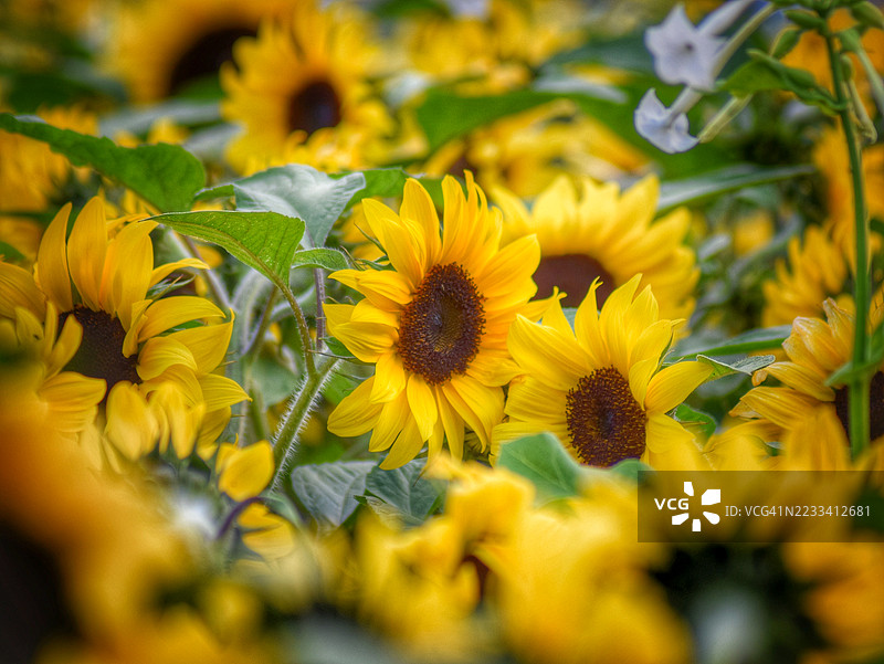 盛开的鲜艳向日葵图片素材