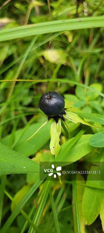 黑莓特写，周围环绕着绿色叶子图片素材