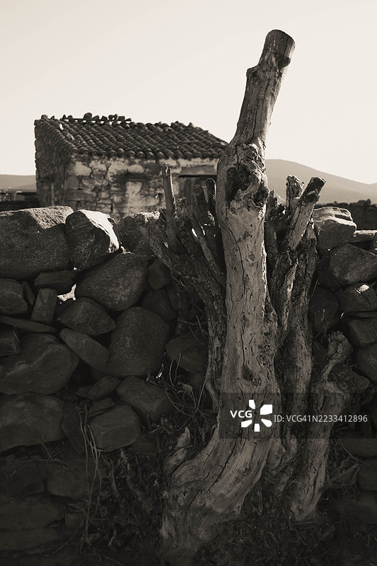 乡村风景中的风化树干和石墙，西班牙塔霍河谷的瓦尔德拉卡萨图片素材
