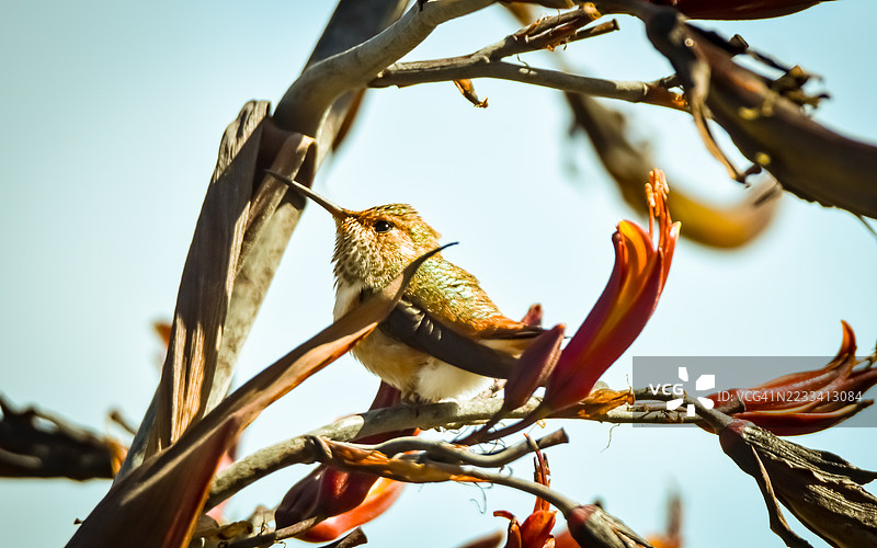 栖息在树枝上的蜂鸟，周围环绕着鲜艳的花朵图片素材