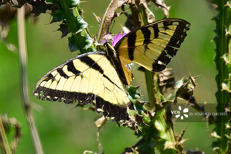 东部虎凤蝶停在蓟花上图片素材