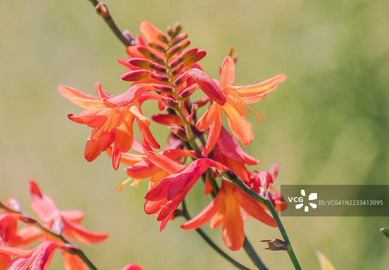 盛开的鲜艳红色和橙色的克罗科米亚花特写图片素材