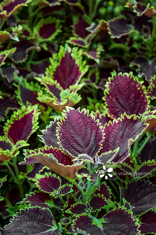 色彩斑斓的五彩草植物在花园中盛开图片素材