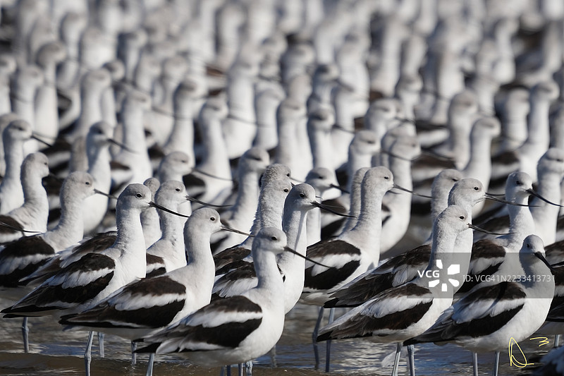 一群美洲黑翅鹬栖息在湖面上图片素材