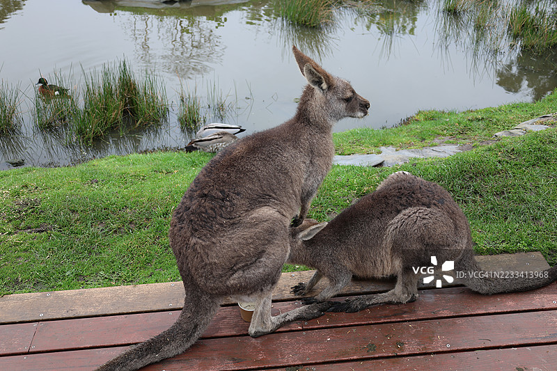 自然环境中的袋鼠与池塘图片素材